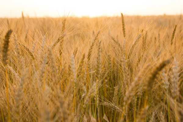 Orecchie di grano dorato sul campo da vicino. Bella Natura Tramonto Paesaggio. Paesaggio rurale sotto la luce del sole. Raccolta ricca Concetto — Foto Stock