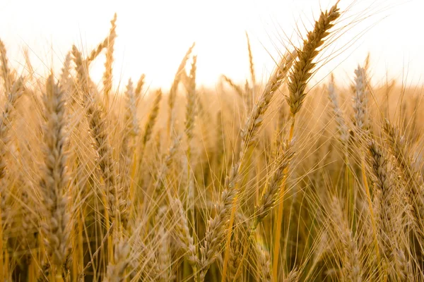 Orecchie di grano dorato sul campo da vicino. Bella Natura Tramonto Paesaggio. Paesaggio rurale sotto la luce del sole. Raccolta ricca Concetto — Foto Stock