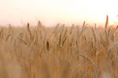 Kulakları alanında altın buğday kapatın. Güzel doğa günbatımı manzara. Kırsal manzara parlak güneş ışığı altında. Zengin kavramı hasat