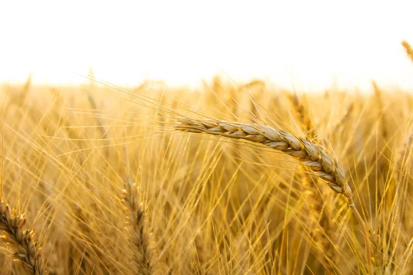 Orecchie di grano dorato sul campo da vicino. Bella Natura Tramonto Paesaggio. Paesaggio rurale sotto la luce del sole. Raccolta ricca Concetto — Foto Stock