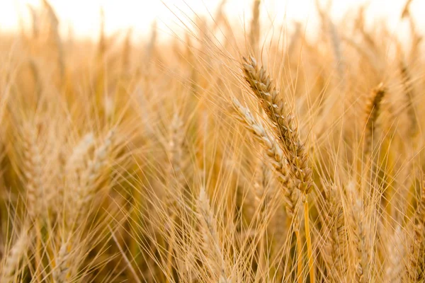 Orecchie di grano dorato sul campo da vicino. Bella Natura Tramonto Paesaggio. Paesaggio rurale sotto la luce del sole. Raccolta ricca Concetto — Foto Stock