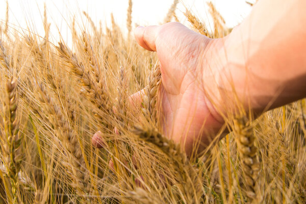 Пшеничные уши в мужской руке. Концепция сбора урожая
.