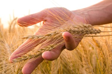 Buğday kulakları el mans. Günbatımı hasat kavramı sahada.