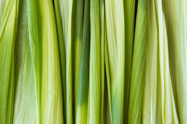 Green corn leaves. Closeup. Copyspace. Topview — Stock Photo, Image