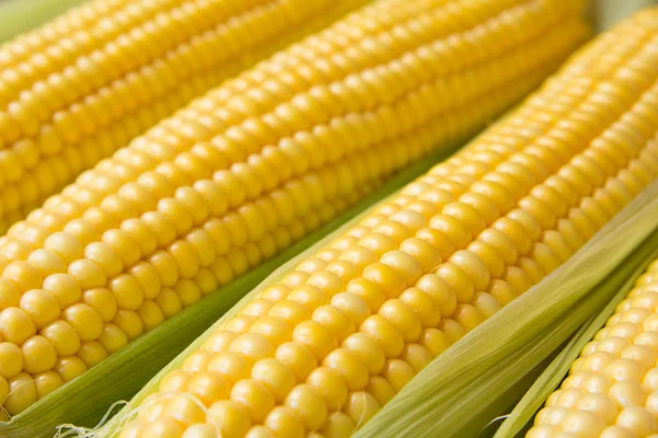 Érett kukorica szemek a cob és zöld levelek. Vértes — Stock Fotó