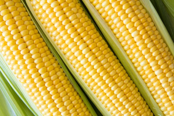 Ripe corn grains on cob and green leaves. Closeup — Stock Photo, Image