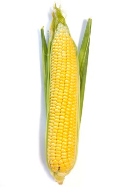 Beyaz arka plan üzerinde izole koçanı, Mısır