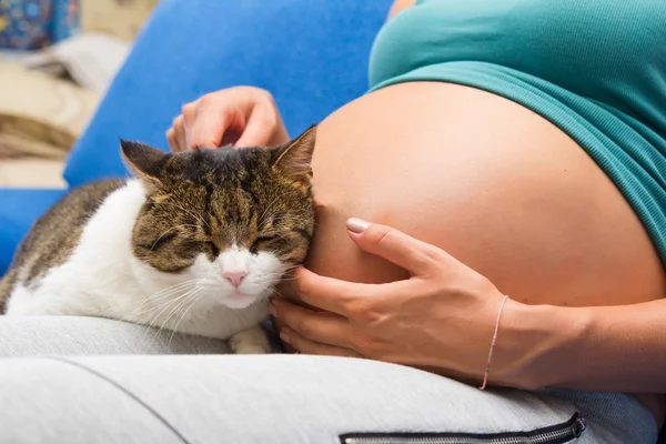 Живот беременной шерстяной и кошки, сидящей рядом — стоковое фото