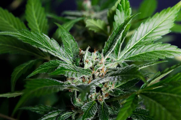 Plante Cannabis Luxuriante Avec Des Fleurs Sur Fond Noir — Photo
