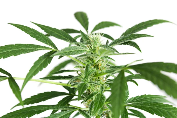 Plante Cannabis Luxuriante Avec Des Fleurs Sur Fond Blanc — Photo
