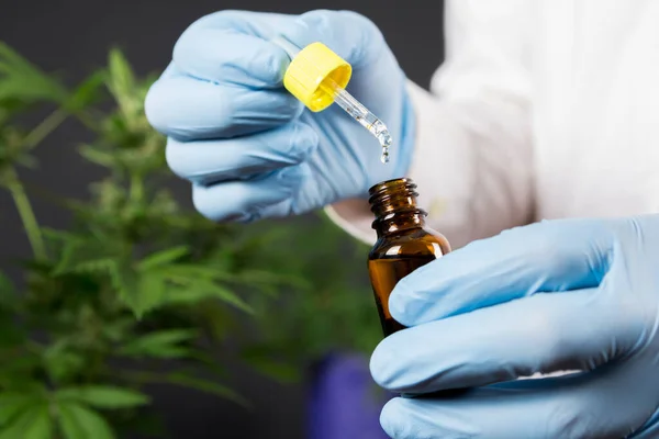 Portrait of scientist with mask, glasses and gloves researching and examining hemp oil in a greenhouse. Concept of herbal alternative medicine, cbd oil, pharmaceptical industry