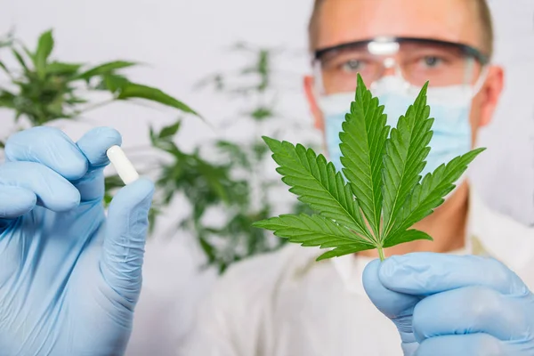 研究室のマスクと手袋の科学者は大麻の葉と丸薬を示しています 大麻代替医療の概念 — ストック写真