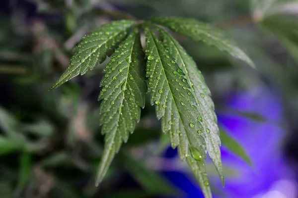 Plante Cannabis Luxuriante Avec Des Fleurs Sur Fond Noir — Photo