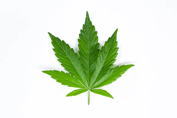 Belle Feuille Cannabis Verte Fraîche Isolée Sur Fond Blanc — Photo