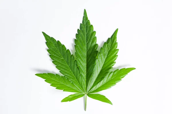 Belle Feuille Cannabis Verte Fraîche Isolée Sur Fond Blanc — Photo