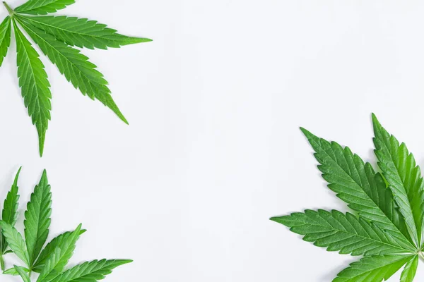 Espacio Para Texto Con Hermosas Hojas Verdes Cannabis Aisladas Sobre Fotos De Stock Sin Royalties Gratis