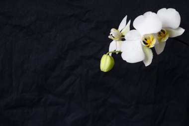 Beyaz arkaplanda beyaz orkide