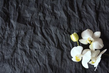 Beyaz arkaplanda beyaz orkide