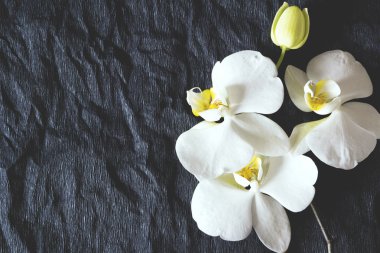 Beyaz arkaplanda beyaz orkide