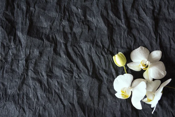 Beyaz arkaplanda beyaz orkide