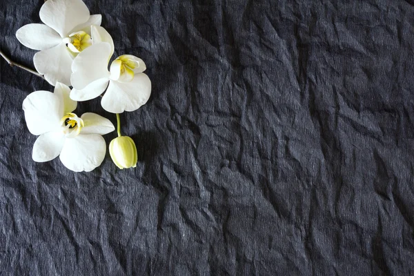 Beyaz arkaplanda beyaz orkide