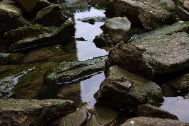 Tarafından yosun kaplı taşlar