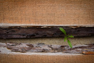 ahşap yerde çimlenme Filiz