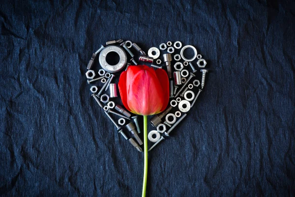 Fındık tarafından çevrili Lale