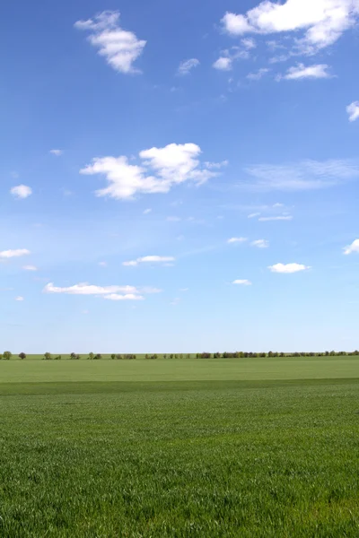 Campo verde e cielo blu con nuvole chiare — Foto Stock