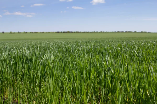 Campo verde e cielo blu con nuvole chiare — Foto Stock