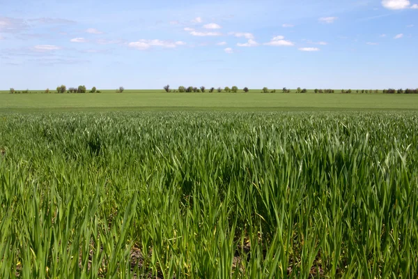 Campo verde e cielo blu con nuvole chiare — Foto Stock