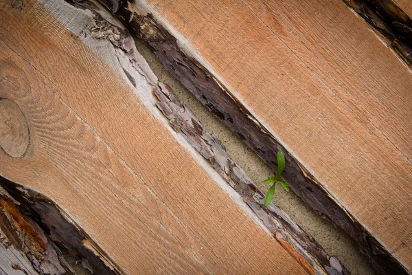 Broto brotando através do chão de madeira — Fotografia de Stock