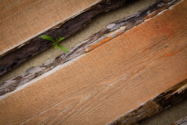 Broto brotando através do chão de madeira — Fotografia de Stock