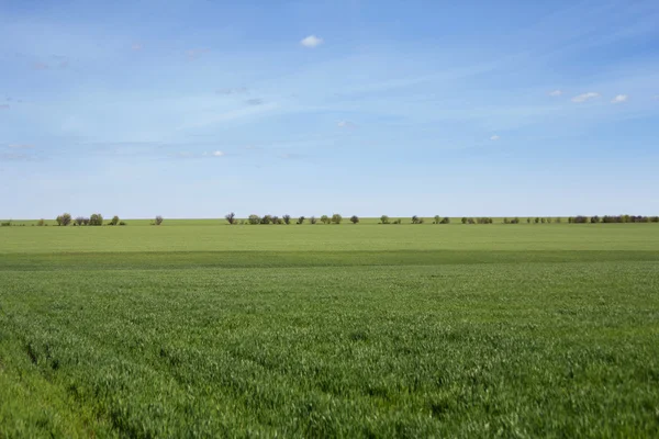 Green field and blue sky with light clouds Royalty Free Stock Photos