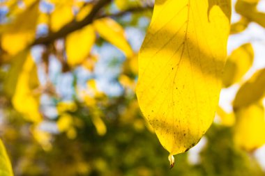 güzel sonbahar makro sarı yaprakları