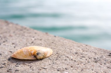 Arka plan olarak deniz kabukları
