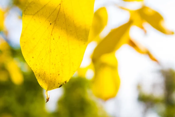 Belo outono macro folhas amarelas — Fotografia de Stock