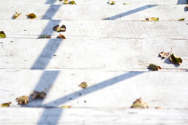Gevallen bladeren op het witte bord — Stockfoto