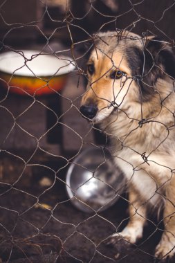 Evsiz köpekleri barınak