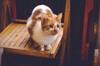 Sevimli zencefil kedi evde