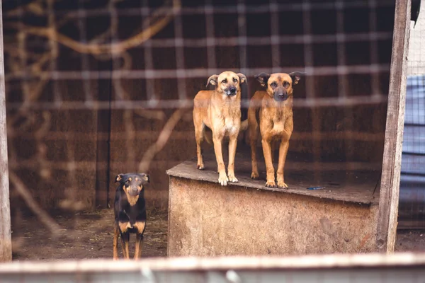 Härbärge för hemlösa hundar — Stockfoto