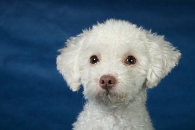 beyaz köpek