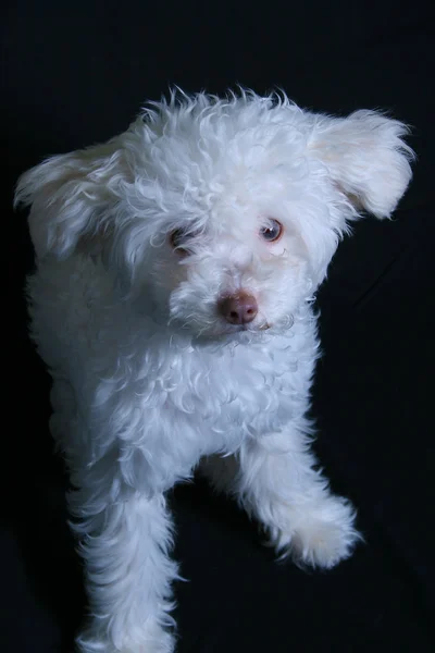 Poodle blanco — Foto de Stock