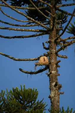 Ovenbird nest clipart