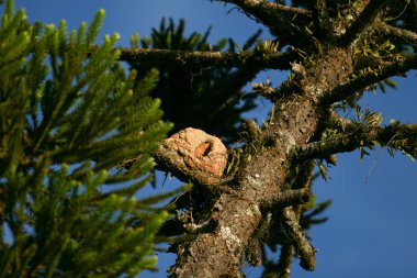 Oven-bird nest clipart