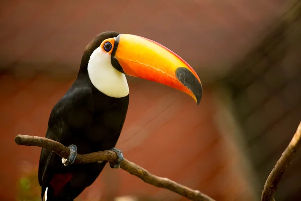 Toucan — Stock Photo, Image