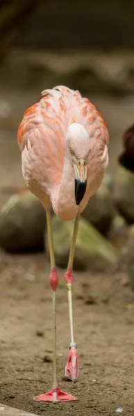 Chilenischer Flamingo — Stockfoto