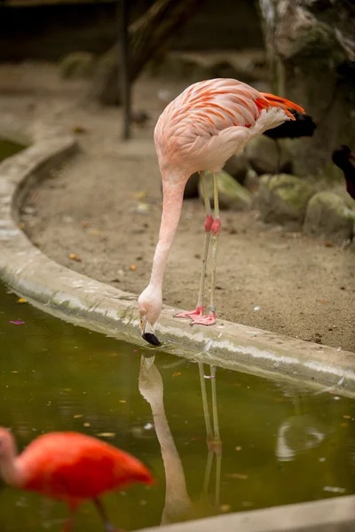 Flamingo chileno — Fotografia de Stock