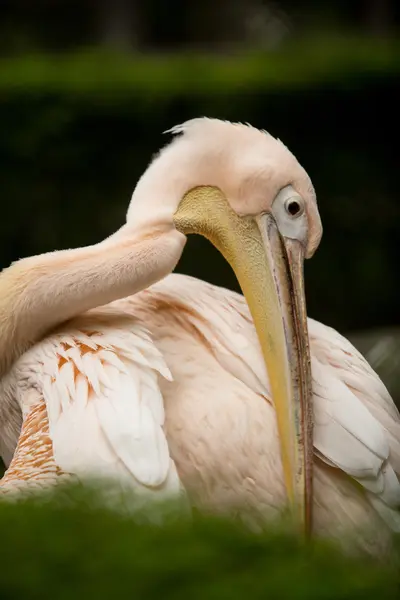 Roze pelikaan — Stockfoto