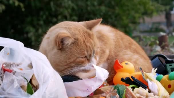 En stor röd herrelös katt sitter i soporna med en gul leksaksanka — Stockvideo